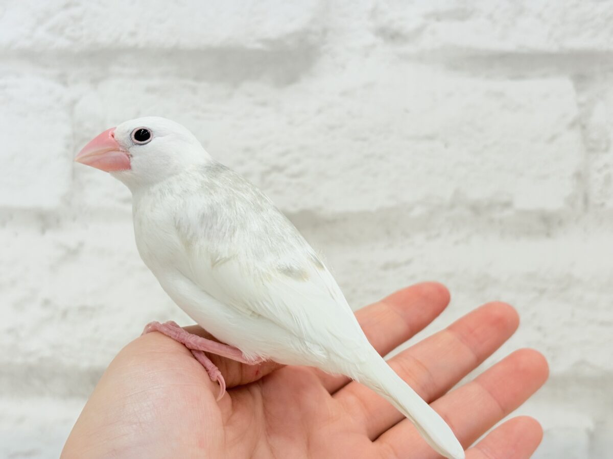 白文鳥