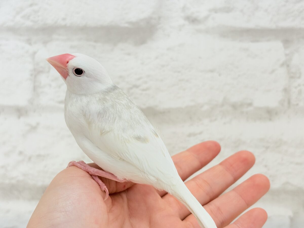 白文鳥