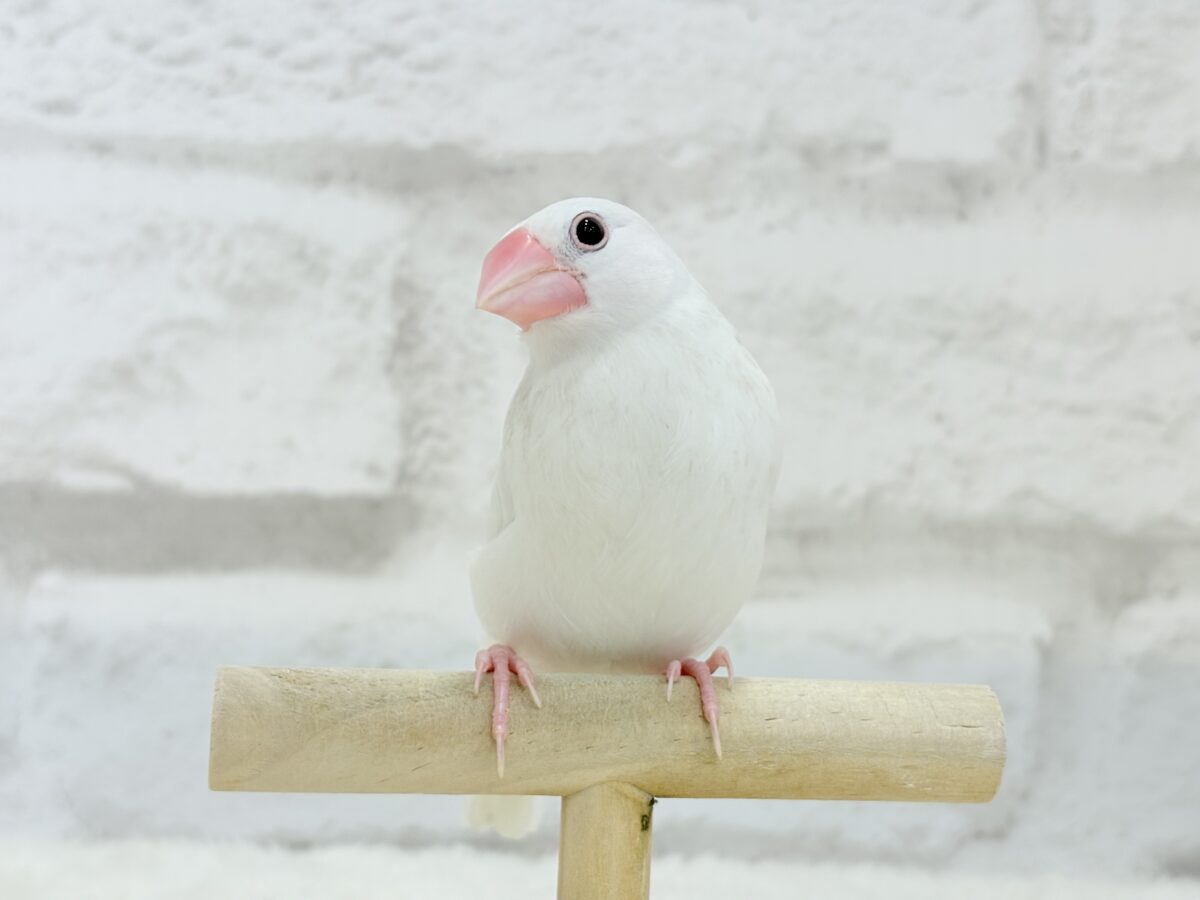白文鳥