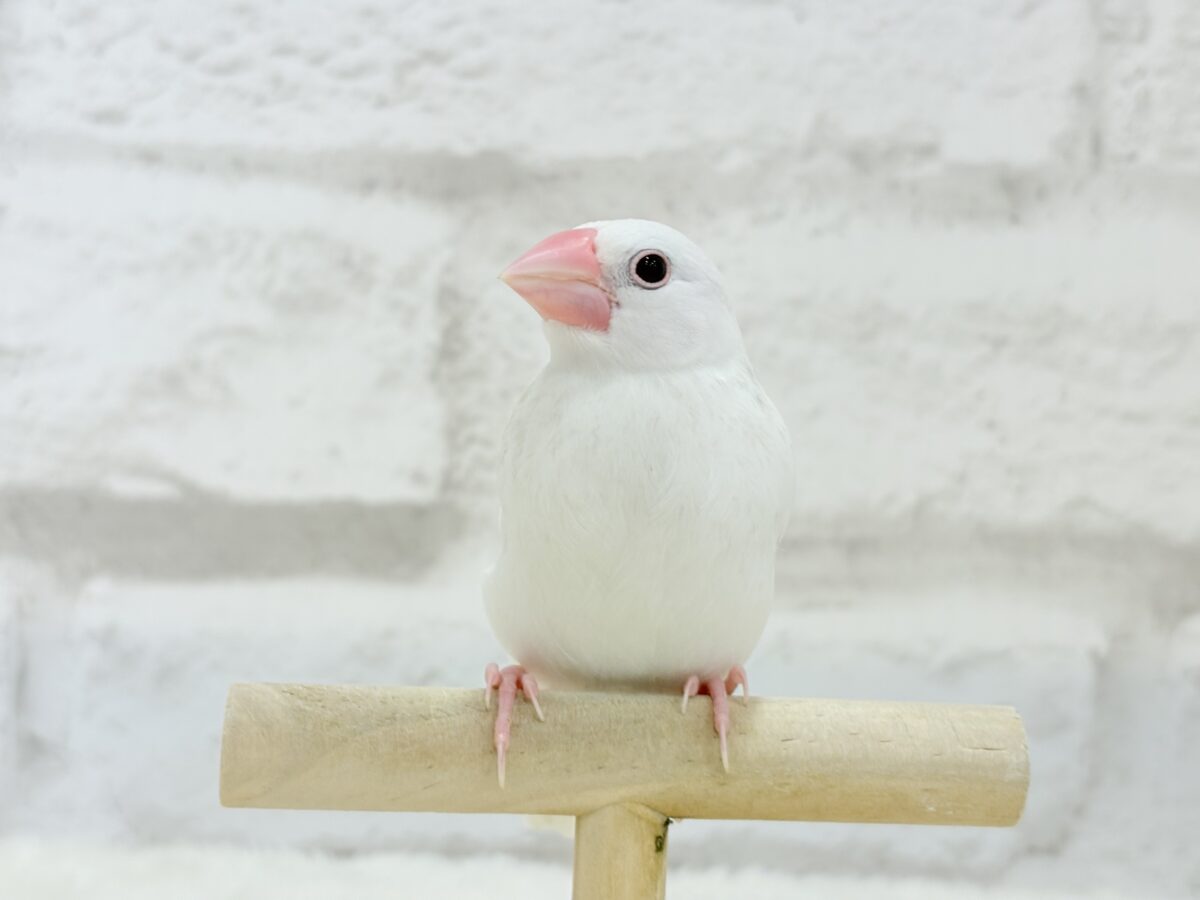 白文鳥