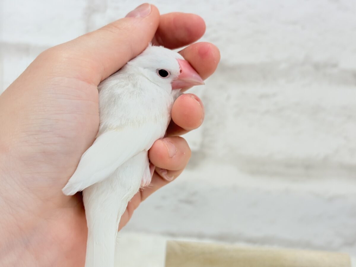 白文鳥