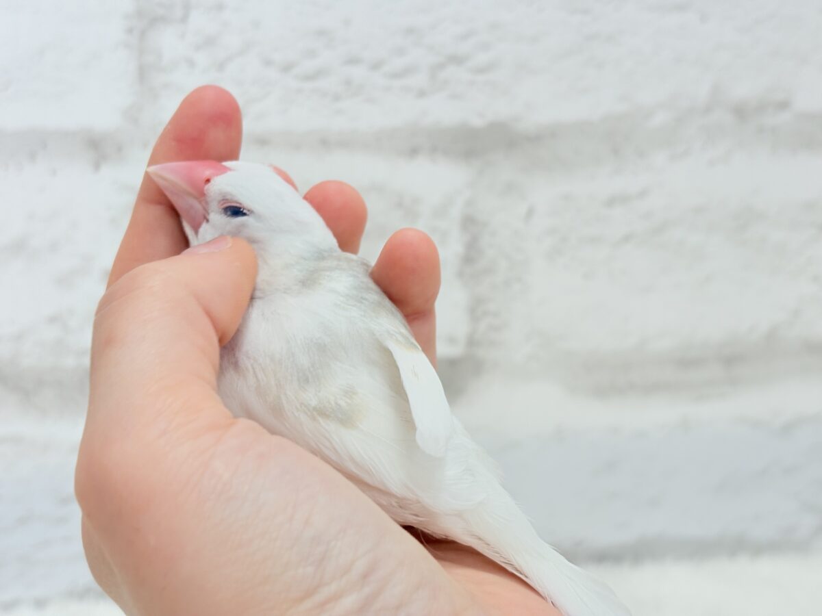 白文鳥