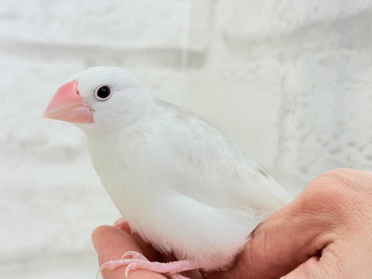 白文鳥