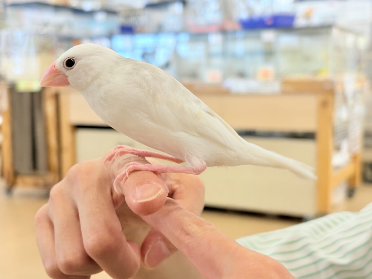 白文鳥