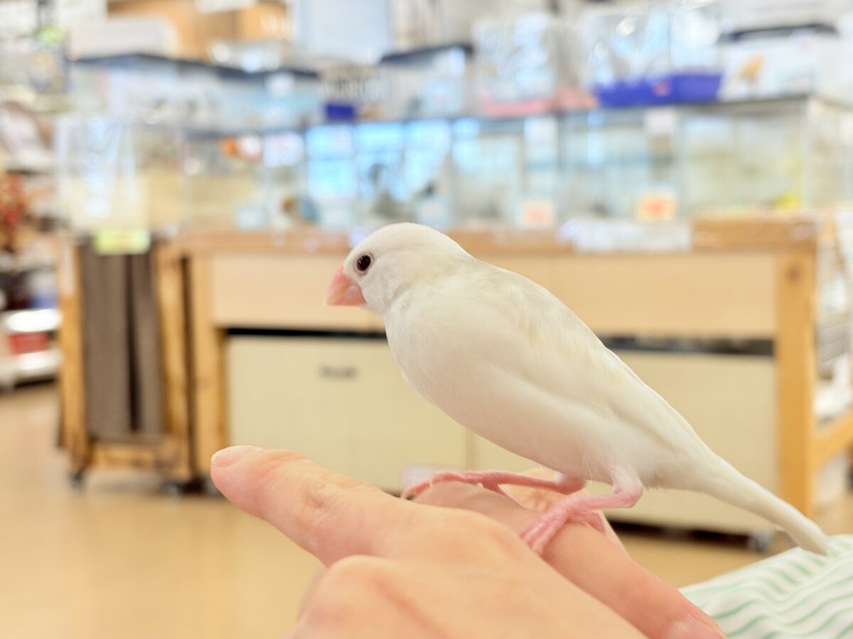白文鳥