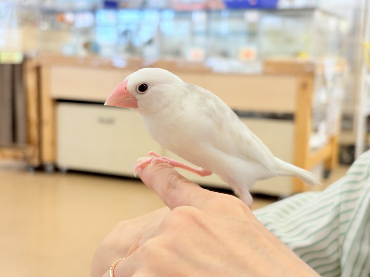 白文鳥