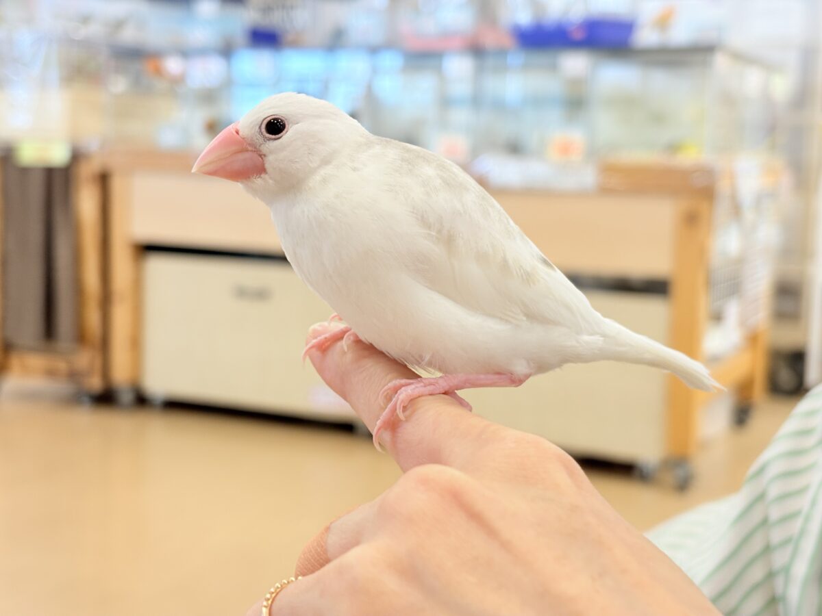 白文鳥