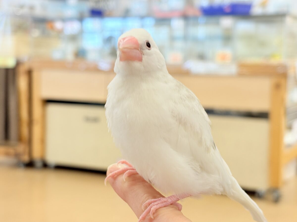 白文鳥