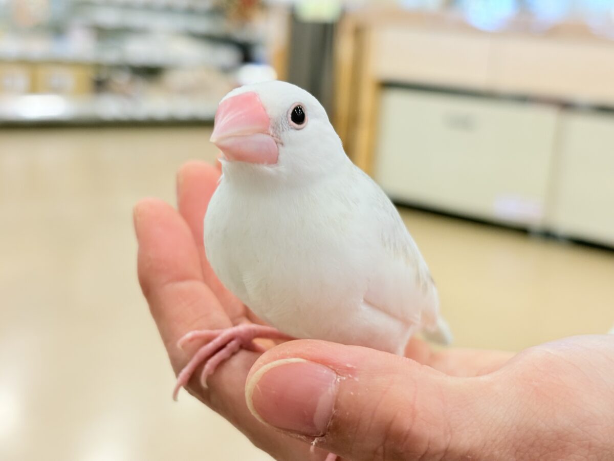 白文鳥