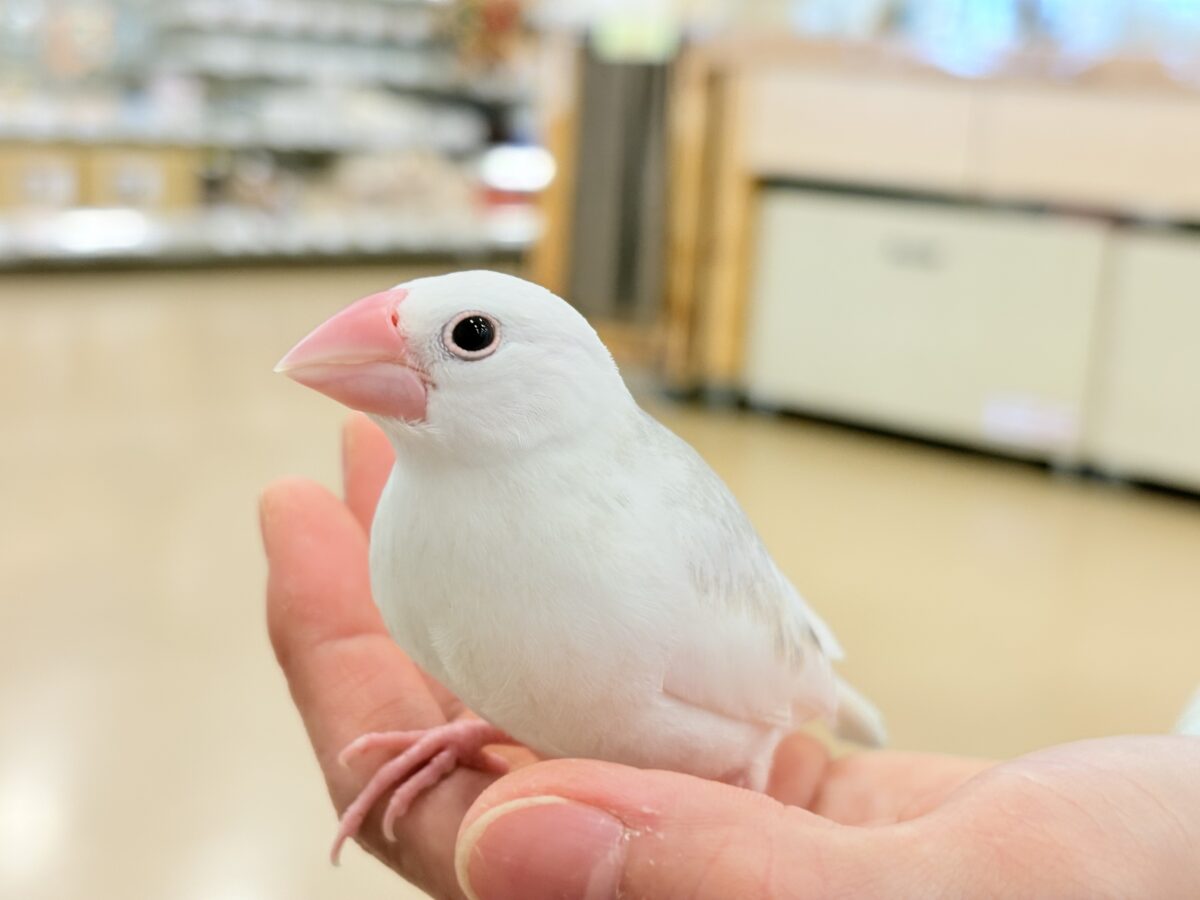 白文鳥
