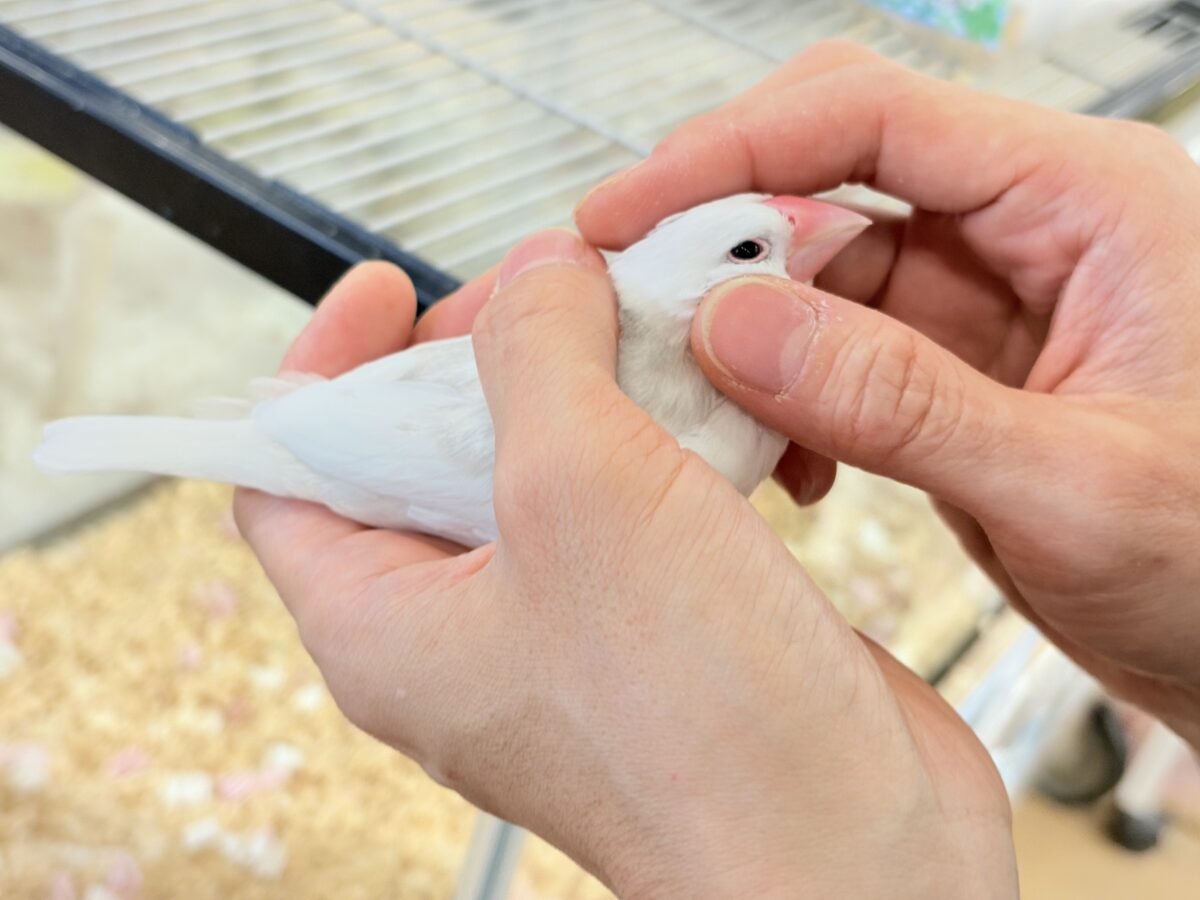 白文鳥