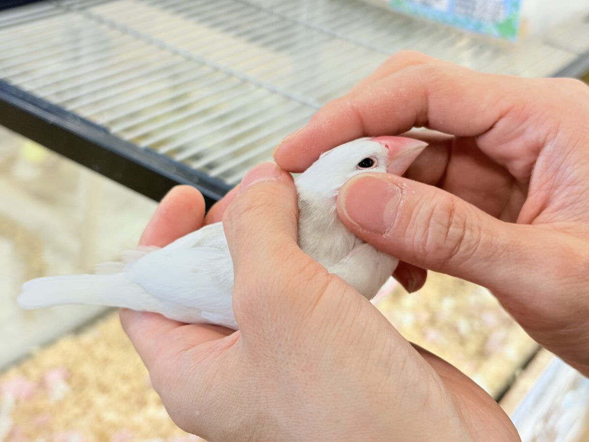 白文鳥