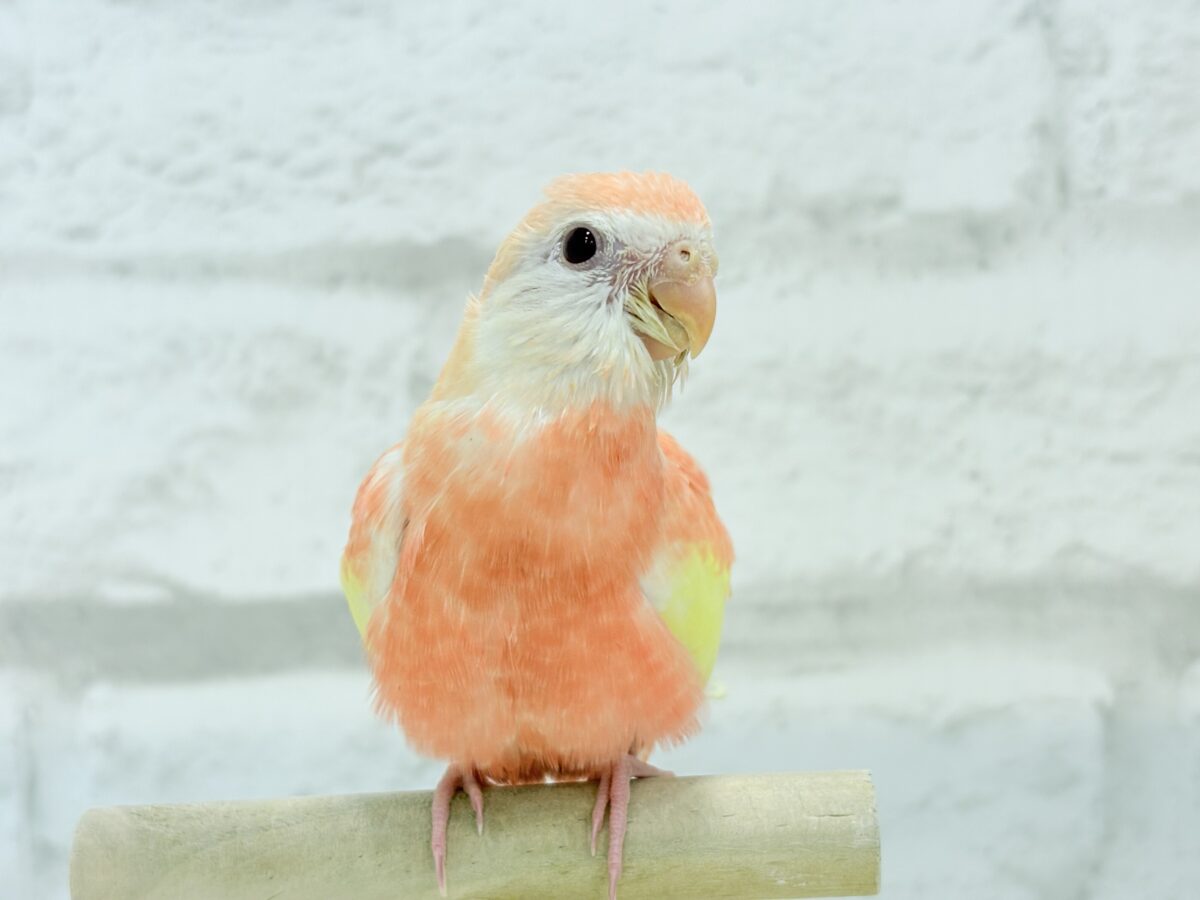アキクサインコ（秋草インコ）