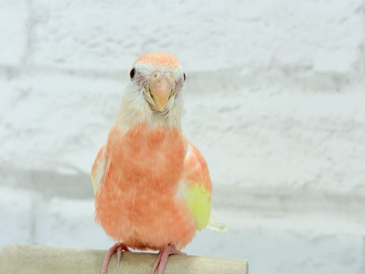 アキクサインコ（秋草インコ）