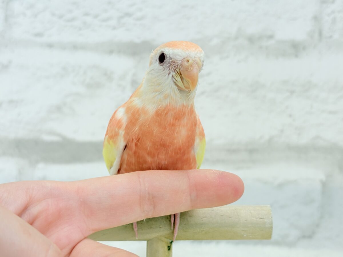アキクサインコ（秋草インコ）