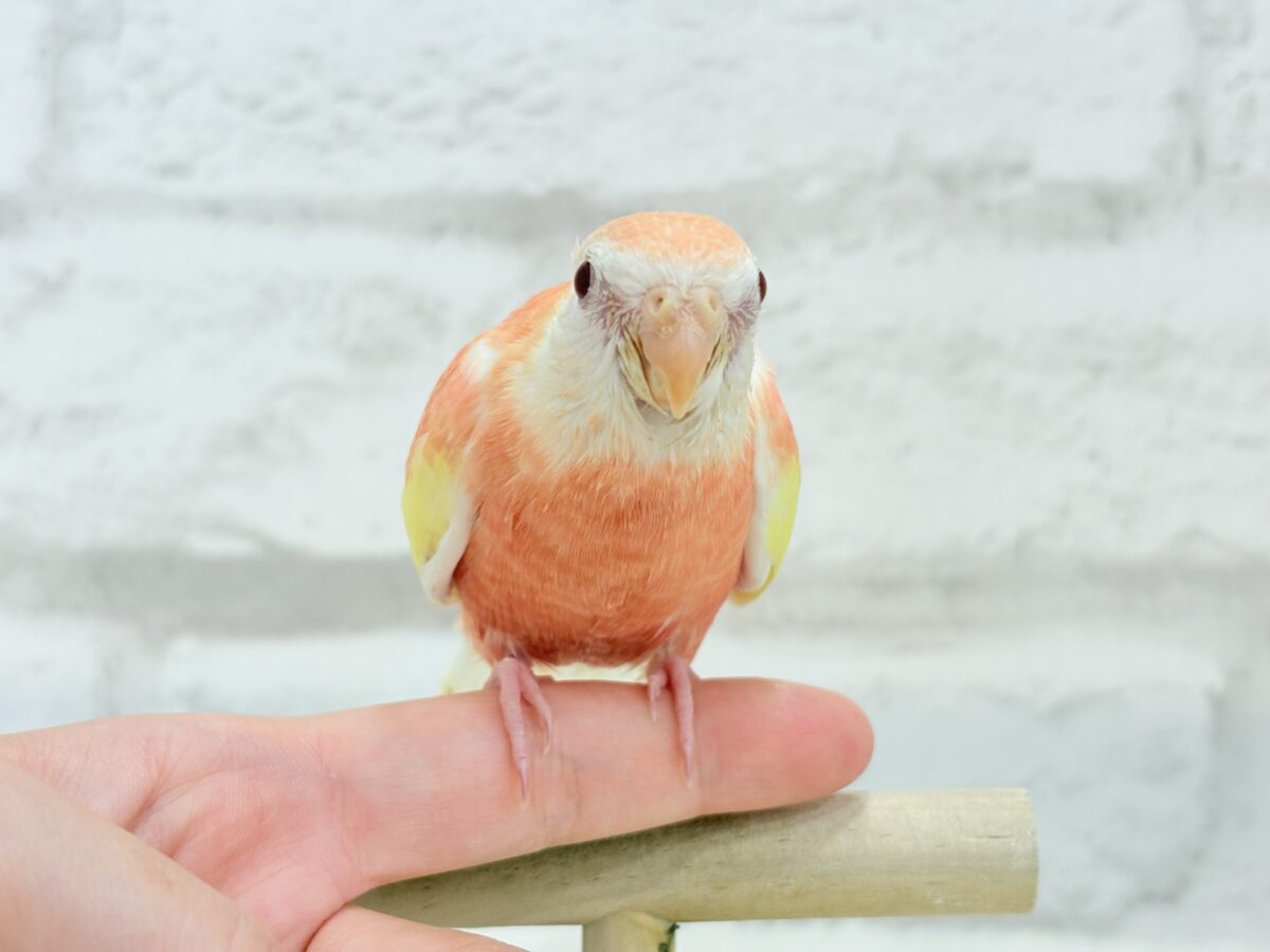 アキクサインコ（秋草インコ）