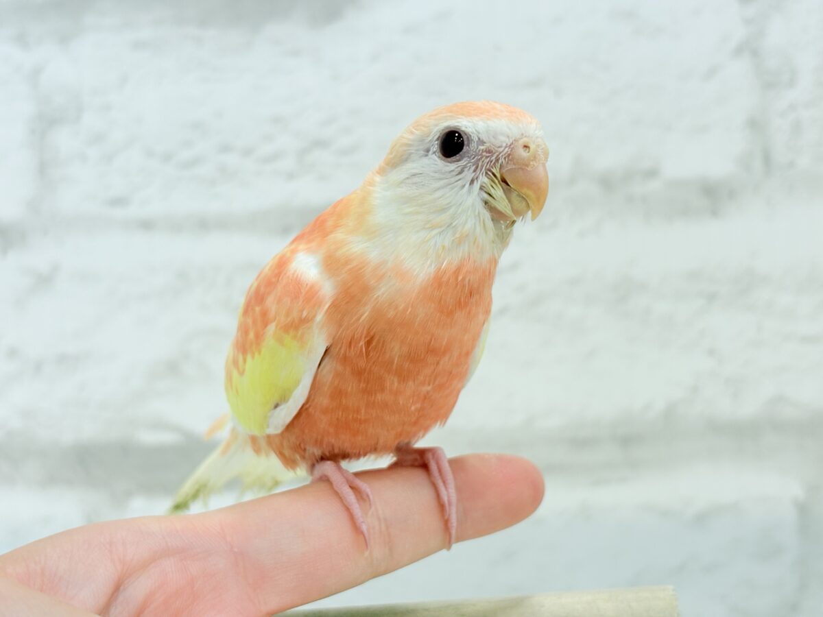 アキクサインコ（秋草インコ）