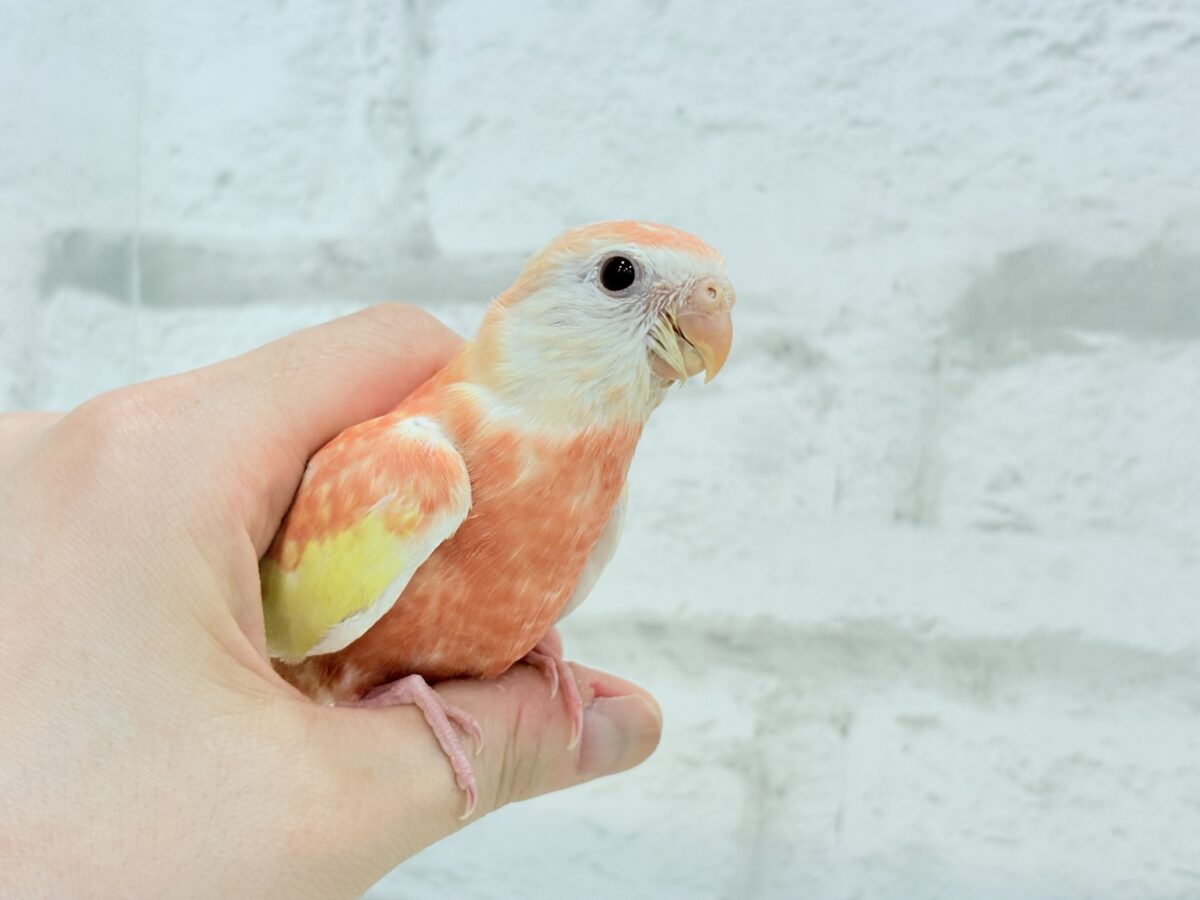 アキクサインコ（秋草インコ）