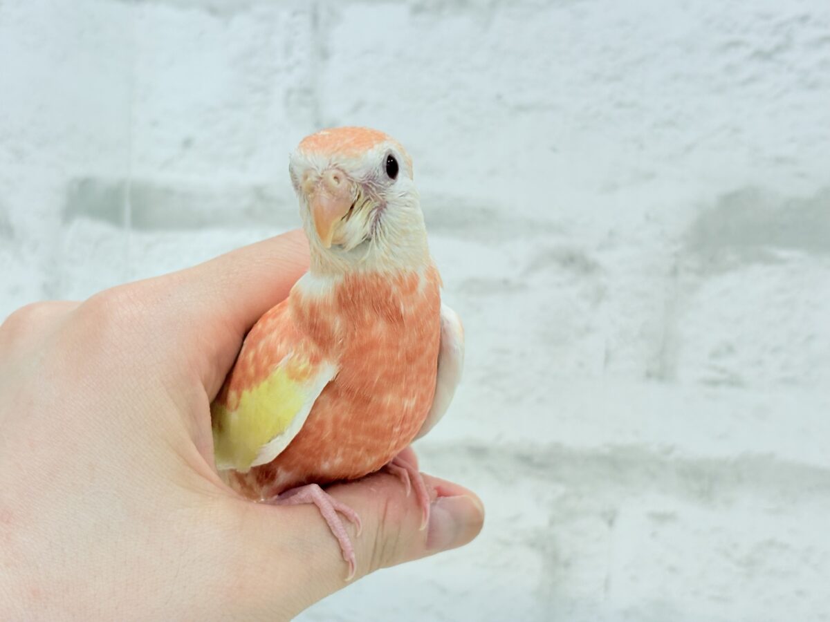アキクサインコ（秋草インコ）