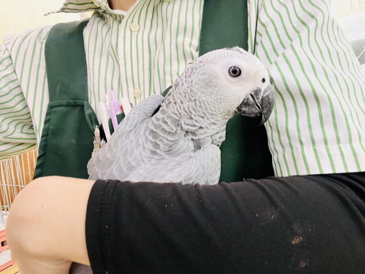 ヨウム
