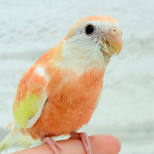 【最新画像更新🪄】透明感たっぷり♡高嶺の存在感🌷アキクサインコ(ルビノー) ヒナ