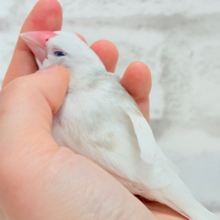 【最新画像更新🪄ひとり餌になりました‪☆】しろもちコンビ🐣🤍白文鳥 ヒナ