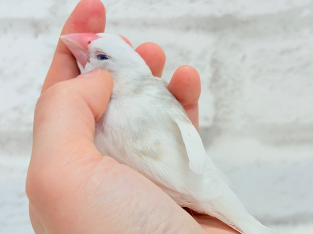 【最新画像更新🪄ひとり餌になりました‪☆】しろもちコンビ🐣🤍白文鳥 ヒナ