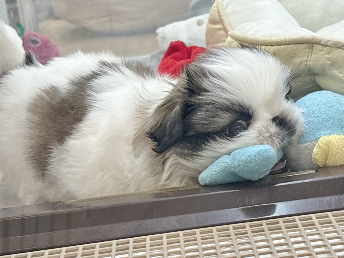 ペキニーズ