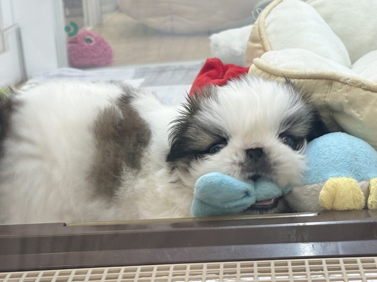 ペキニーズ