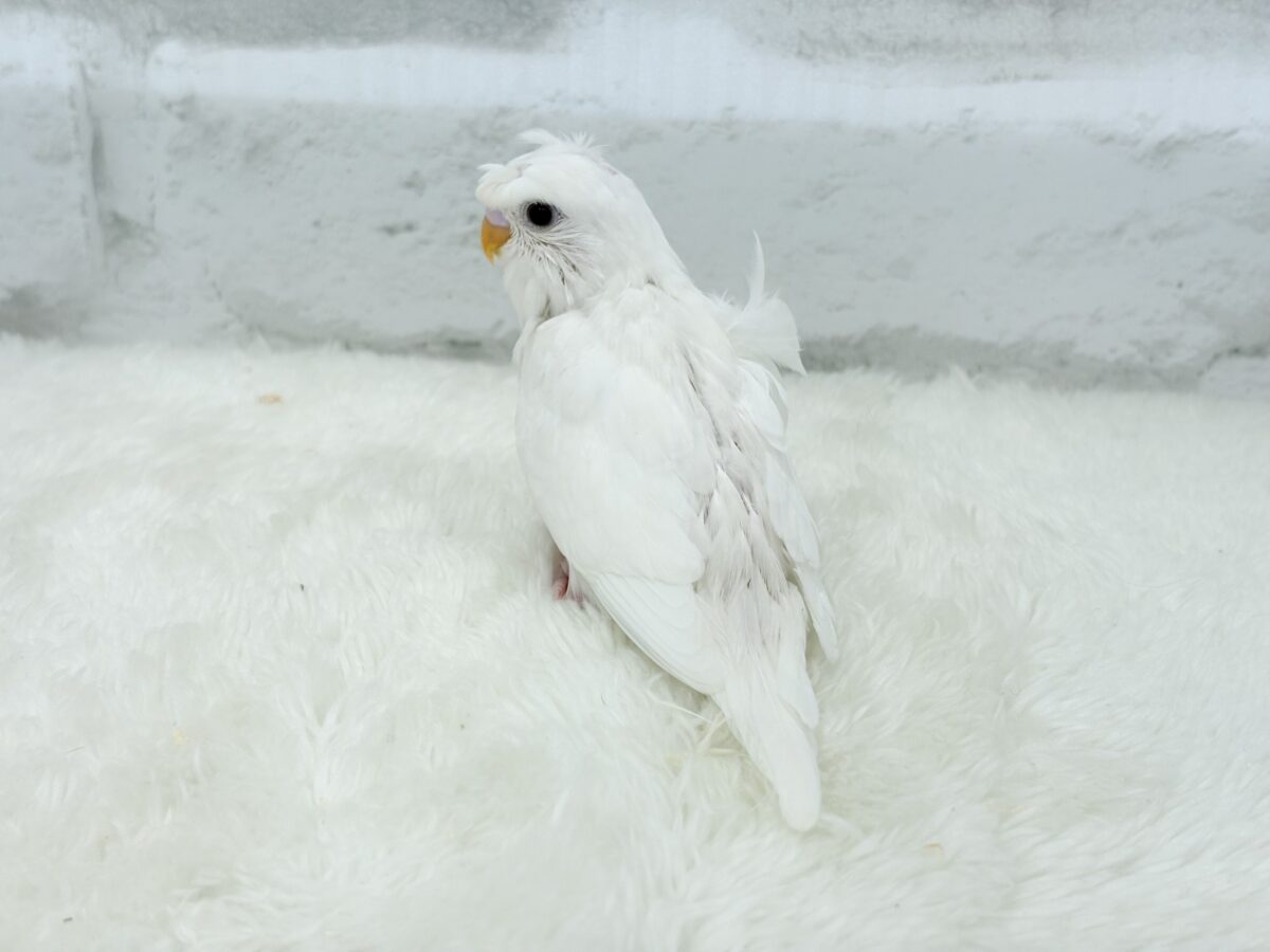 梵天セキセイインコ