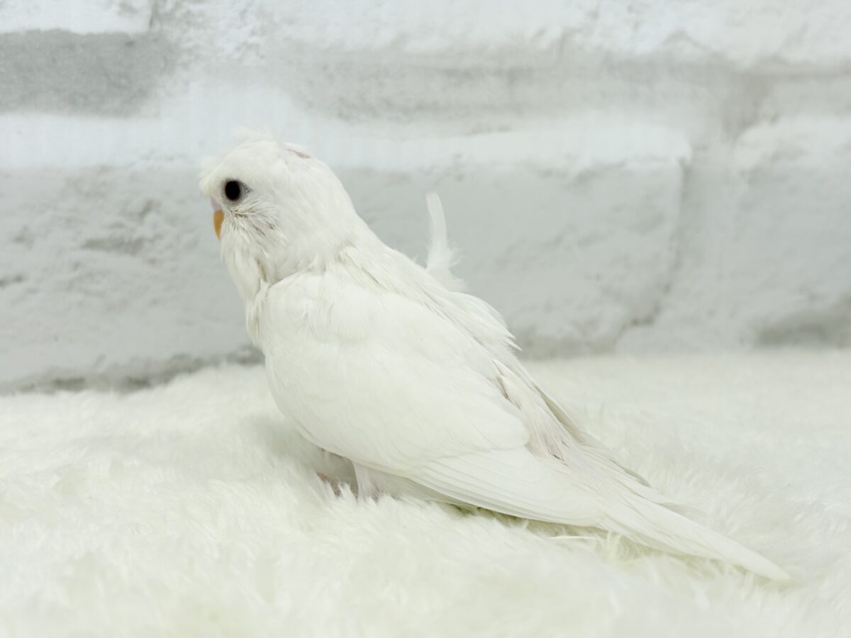梵天セキセイインコ