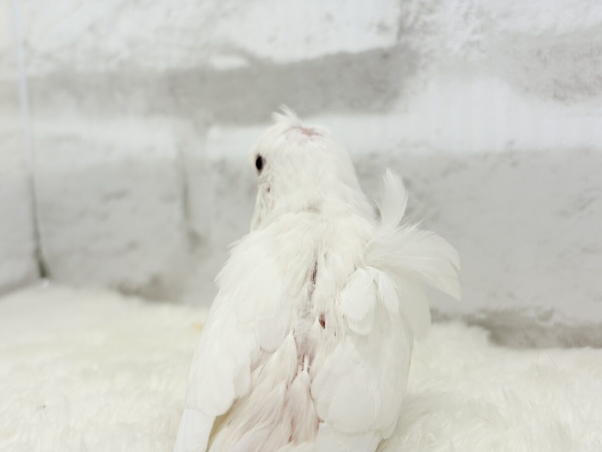 梵天セキセイインコ