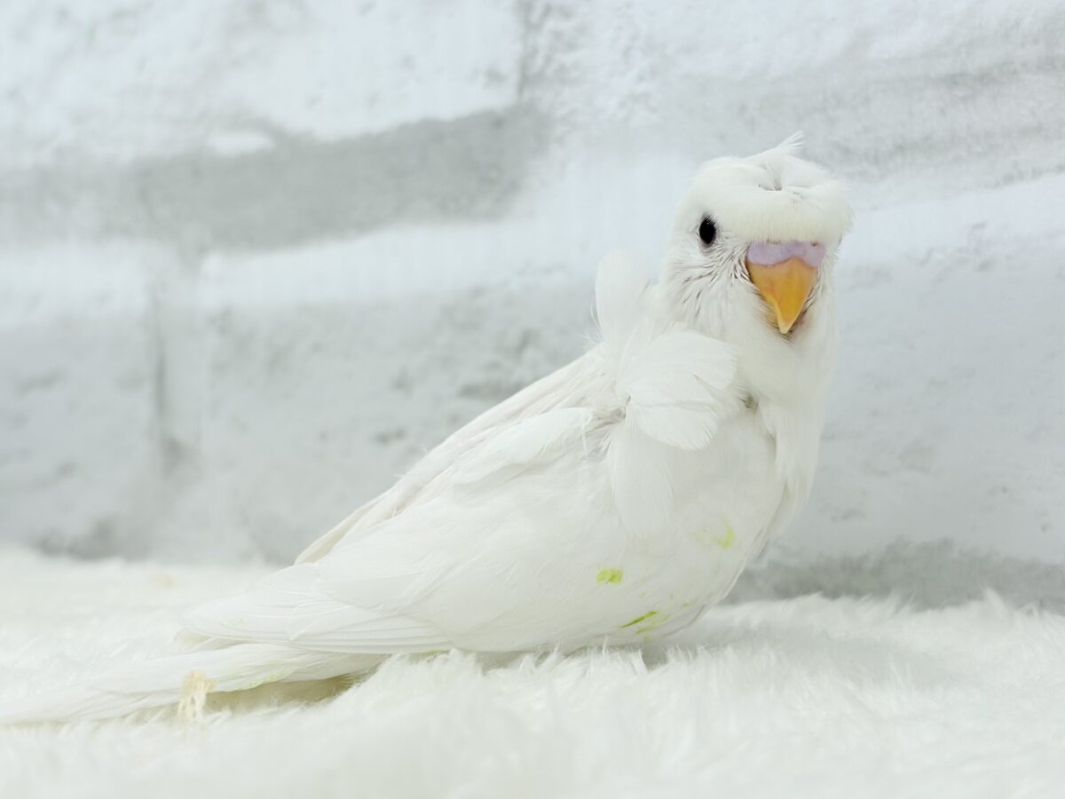梵天セキセイインコ