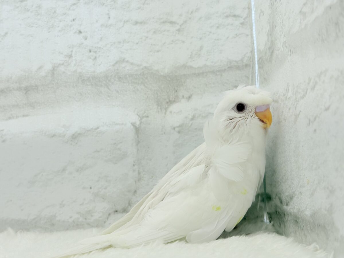 梵天セキセイインコ