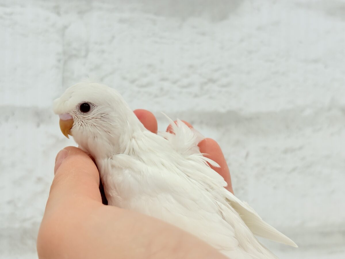 梵天セキセイインコ