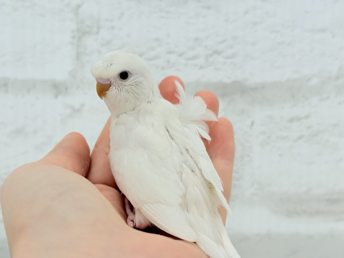 梵天セキセイインコ
