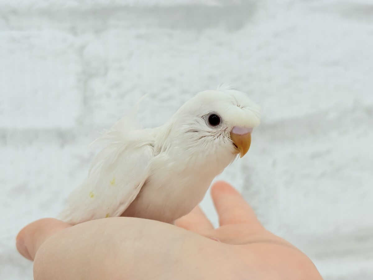 梵天セキセイインコ