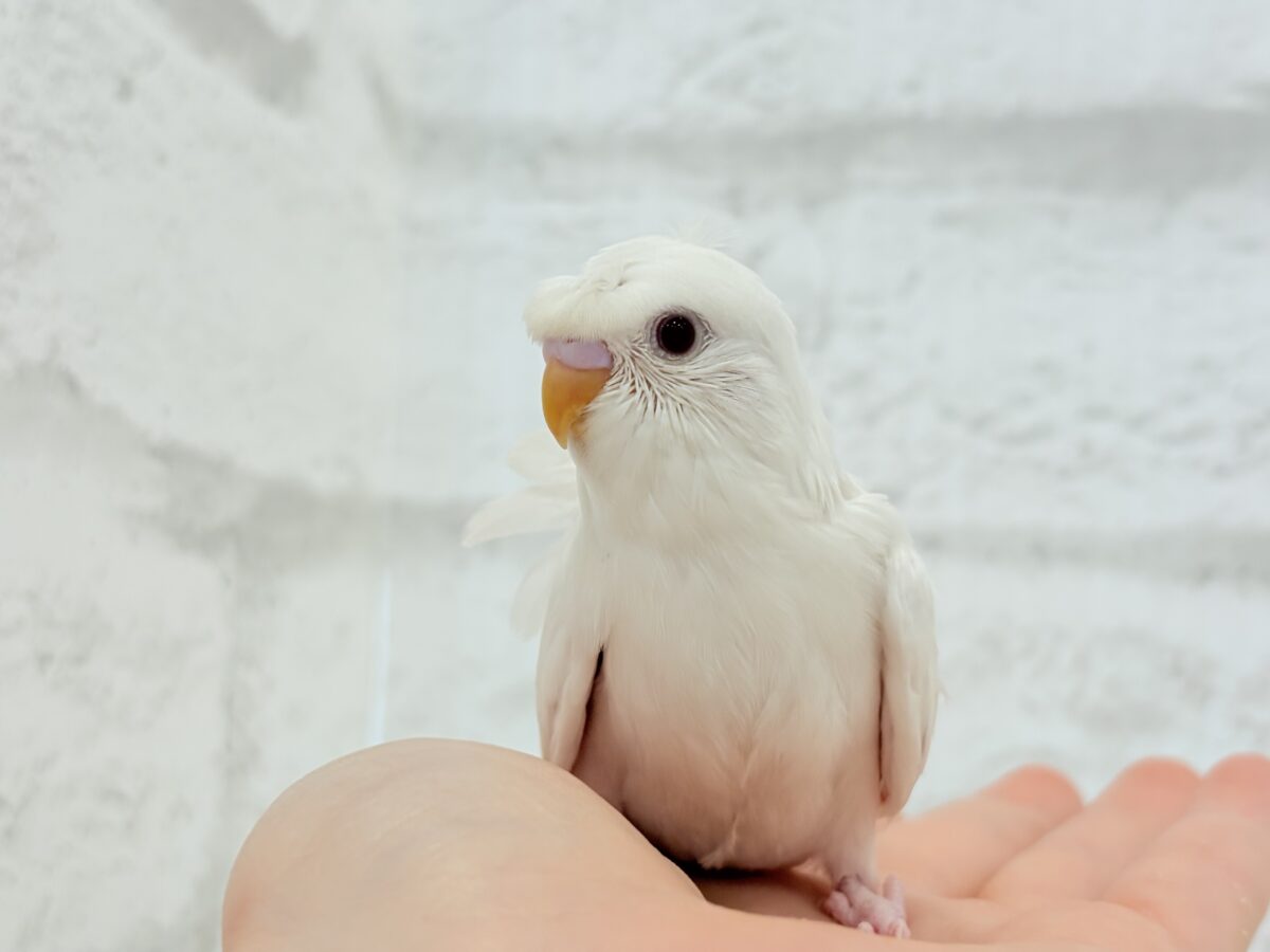 梵天セキセイインコ