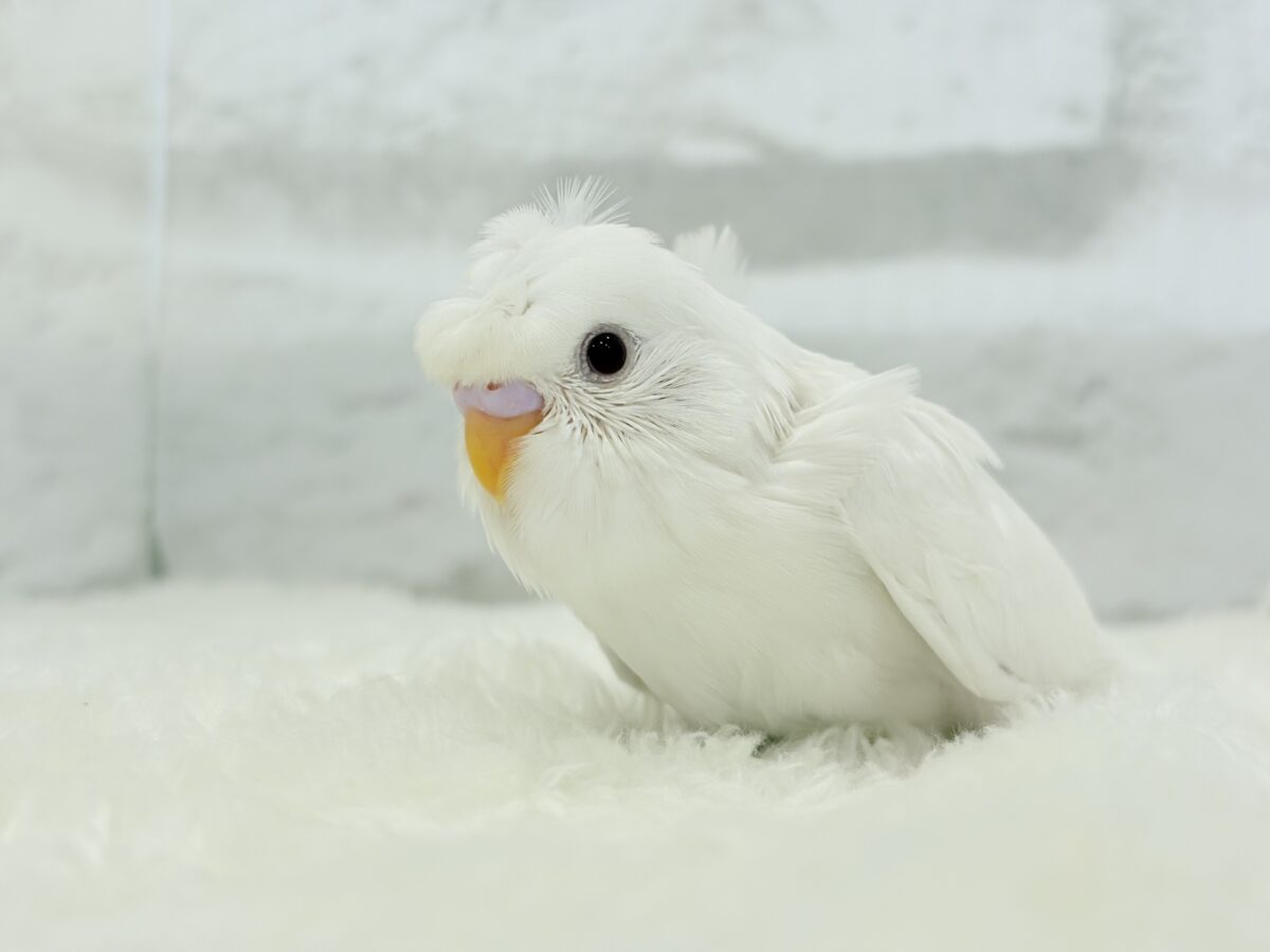 梵天セキセイインコ
