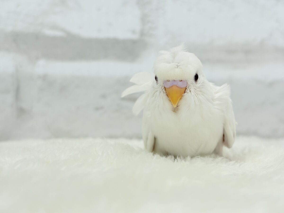 梵天セキセイインコ