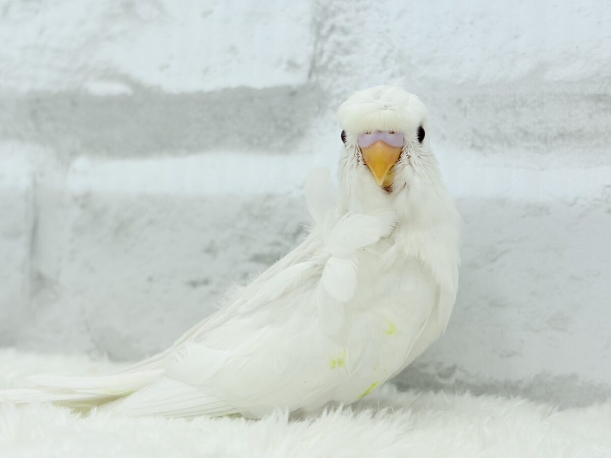 梵天セキセイインコ