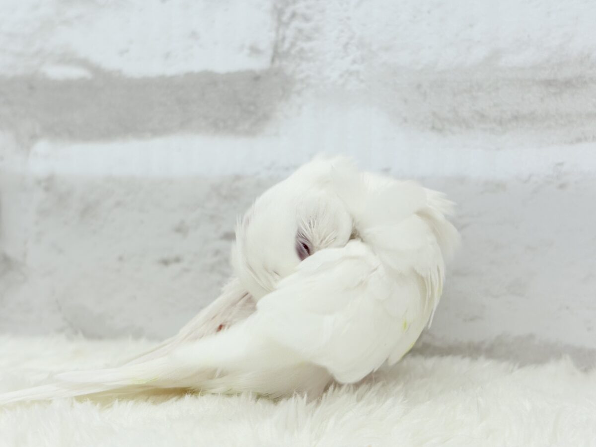梵天セキセイインコ