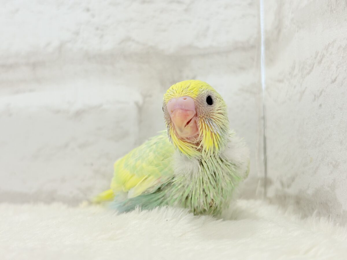 セキセイインコ