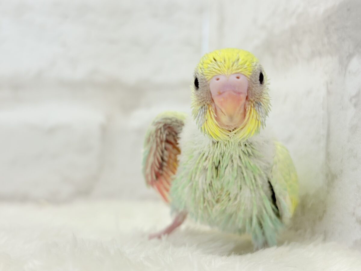 セキセイインコ