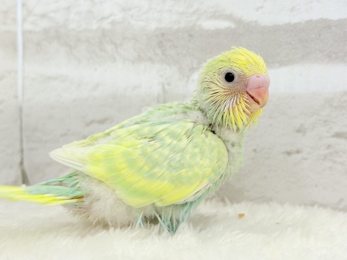 セキセイインコ