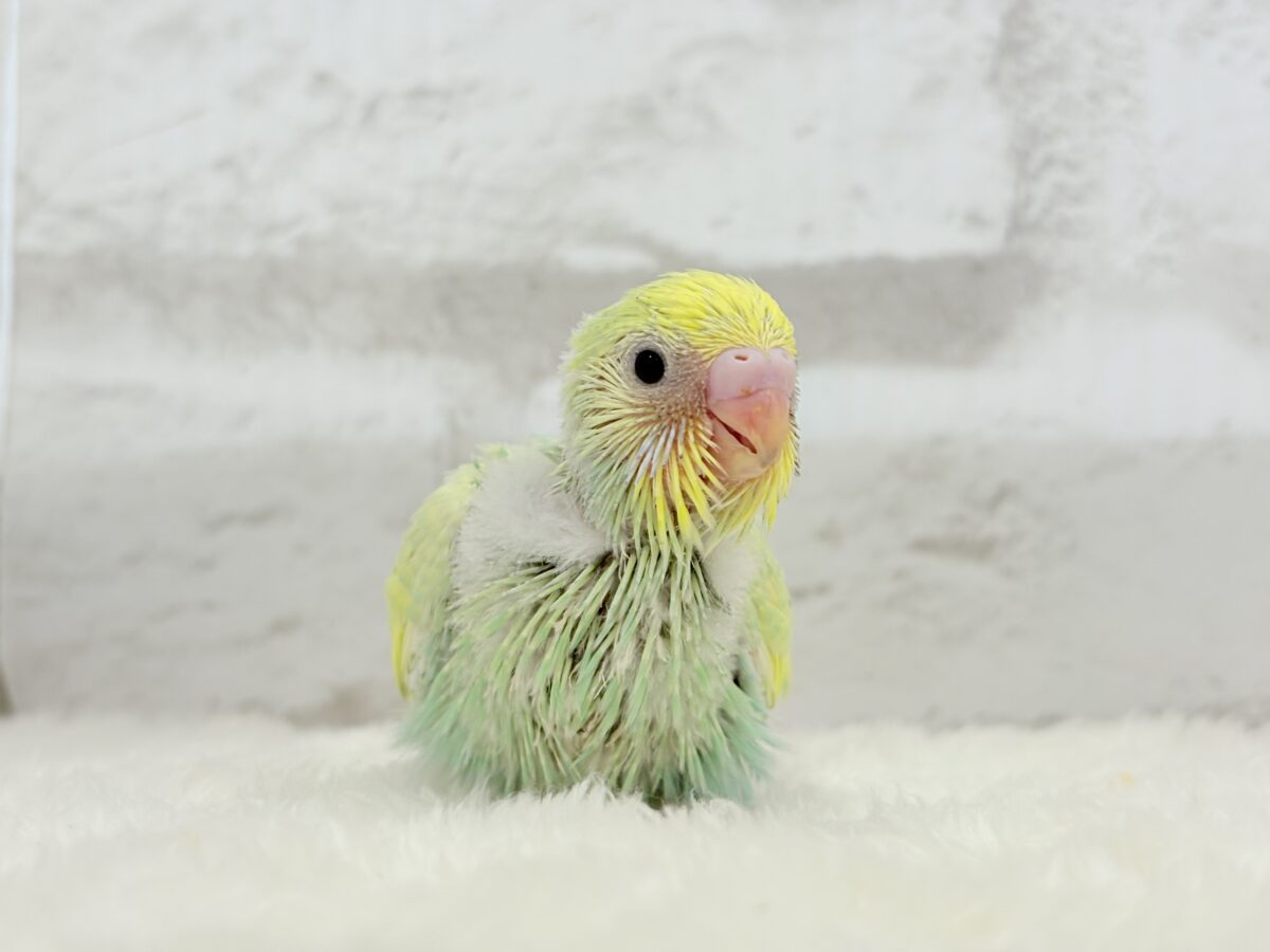 セキセイインコ