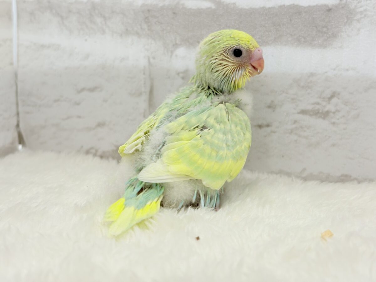 セキセイインコ