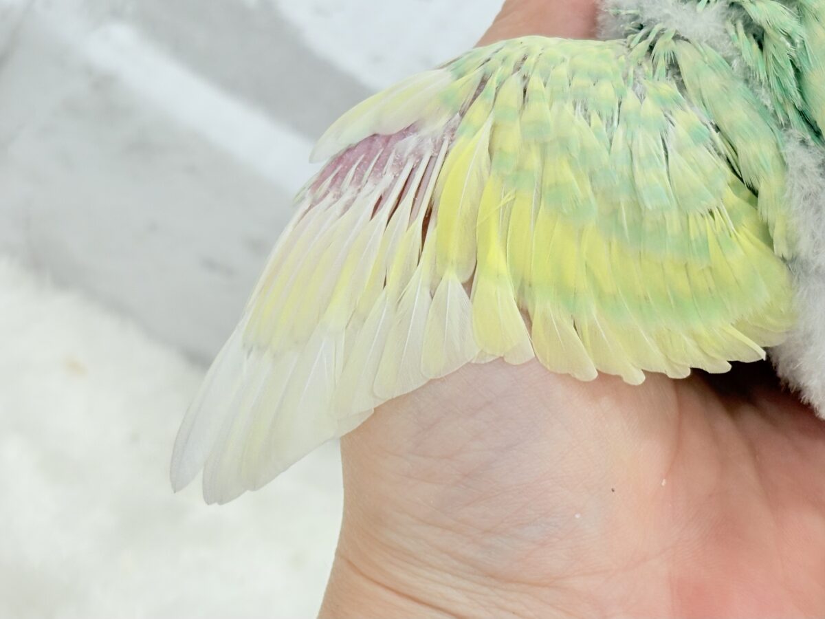 セキセイインコ