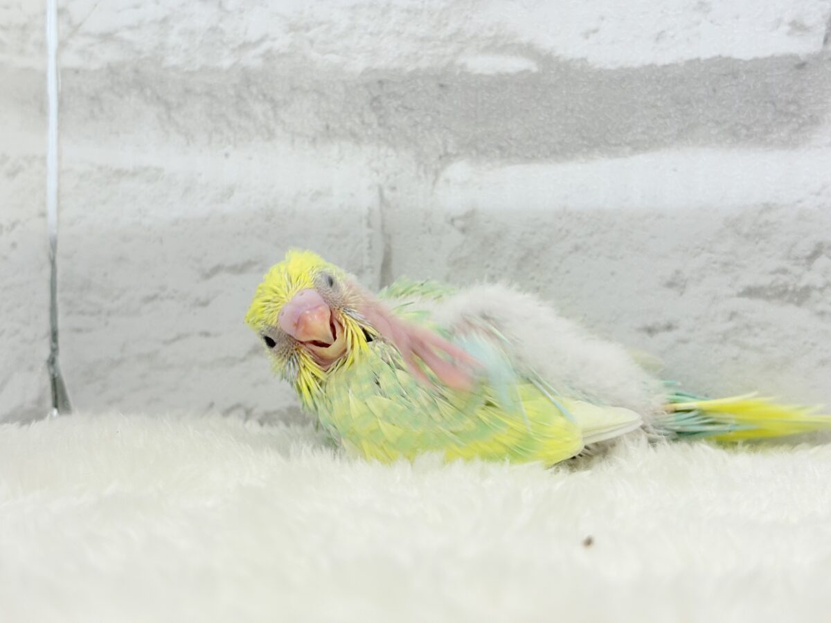 セキセイインコ