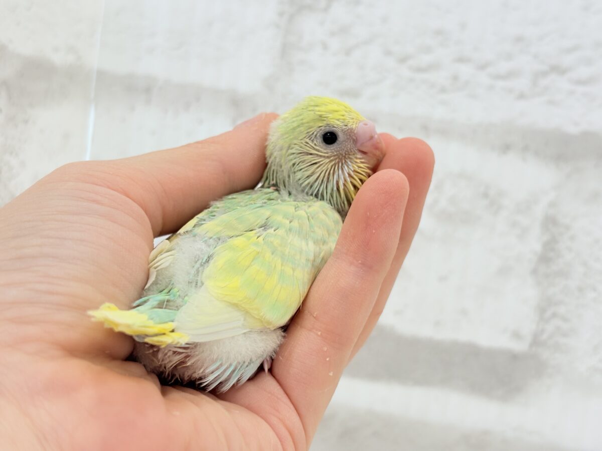 セキセイインコ